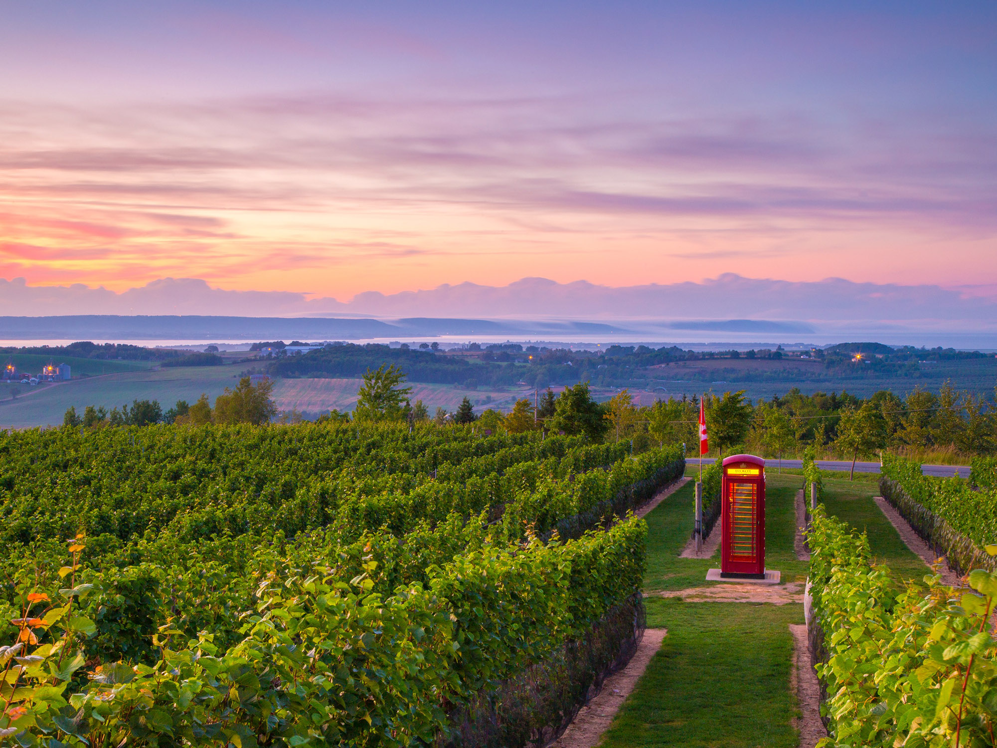 A red phone booth standing amongst the grape vines as Luckett's Vineyards.